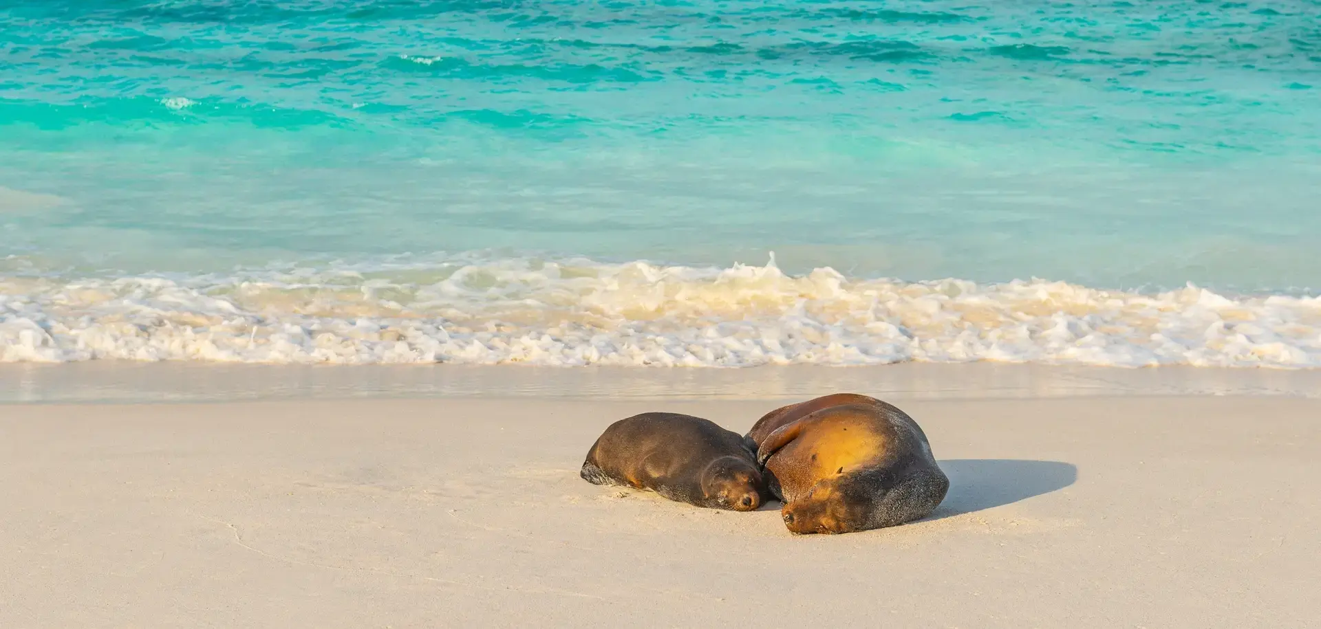 Galapagos sea lions on a beach in the Galapagos Islands