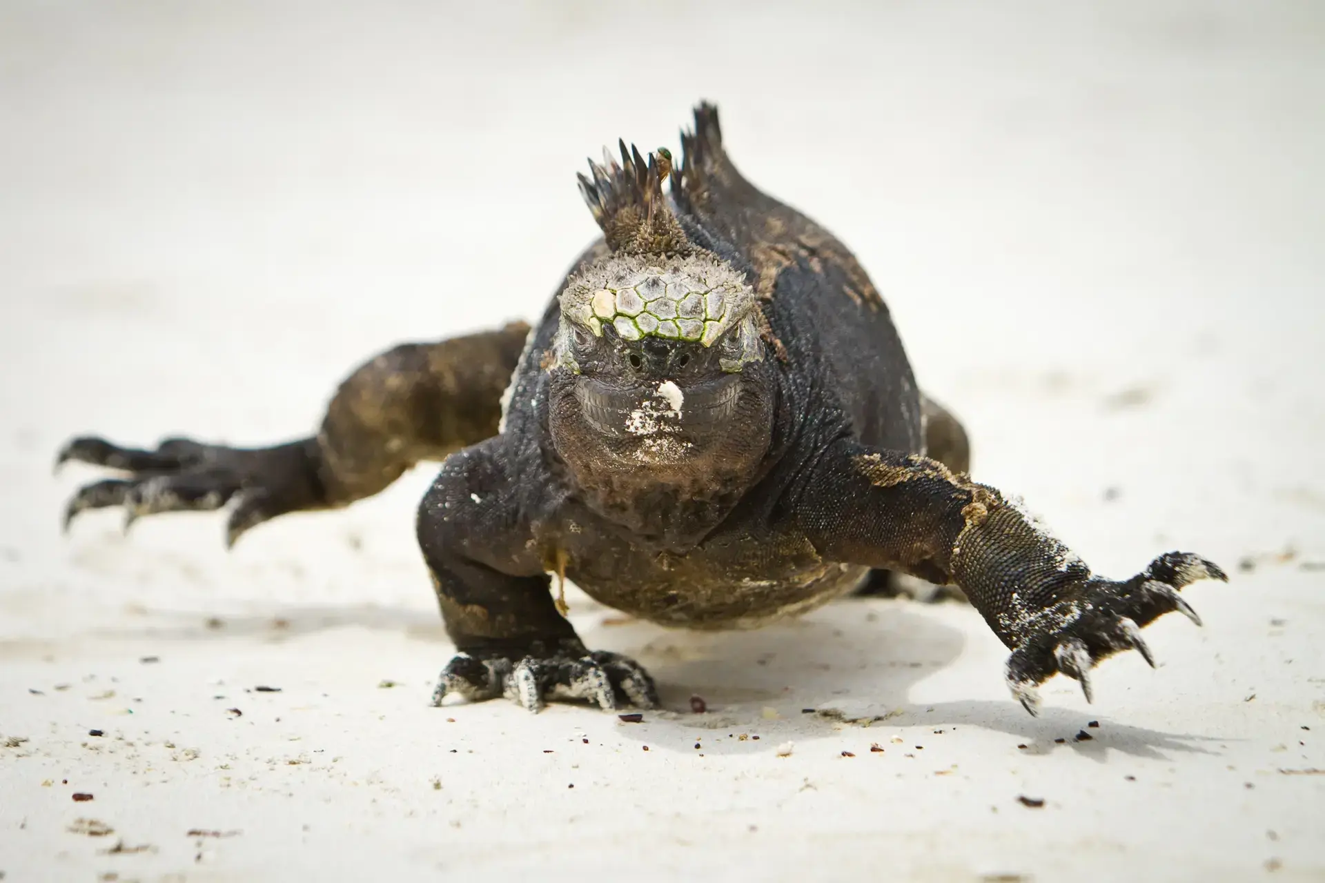 Marine iguana on the beach in the Galapagos Islands