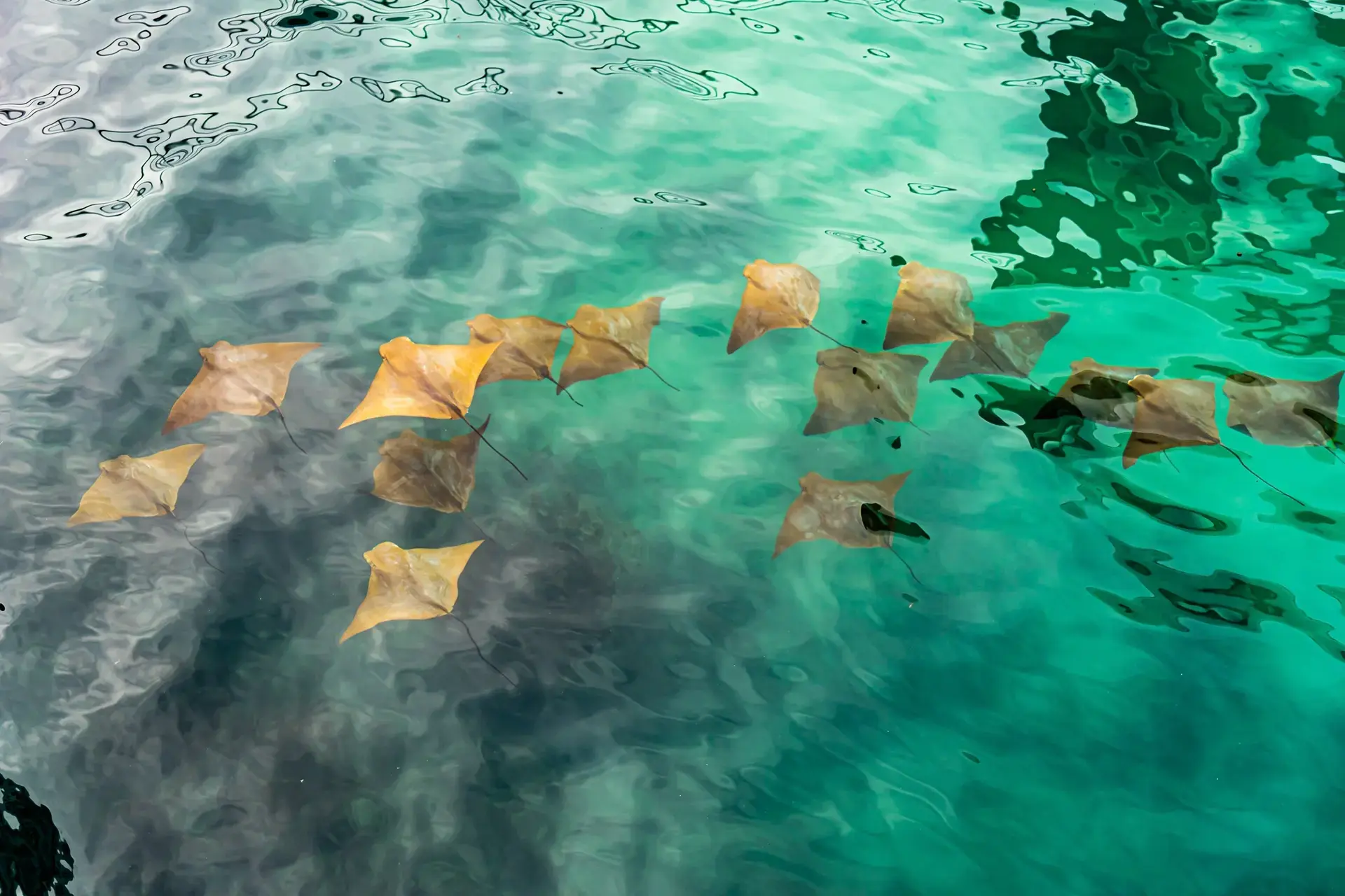 Golden rays in Santa Cruz, the Galapagos Islands