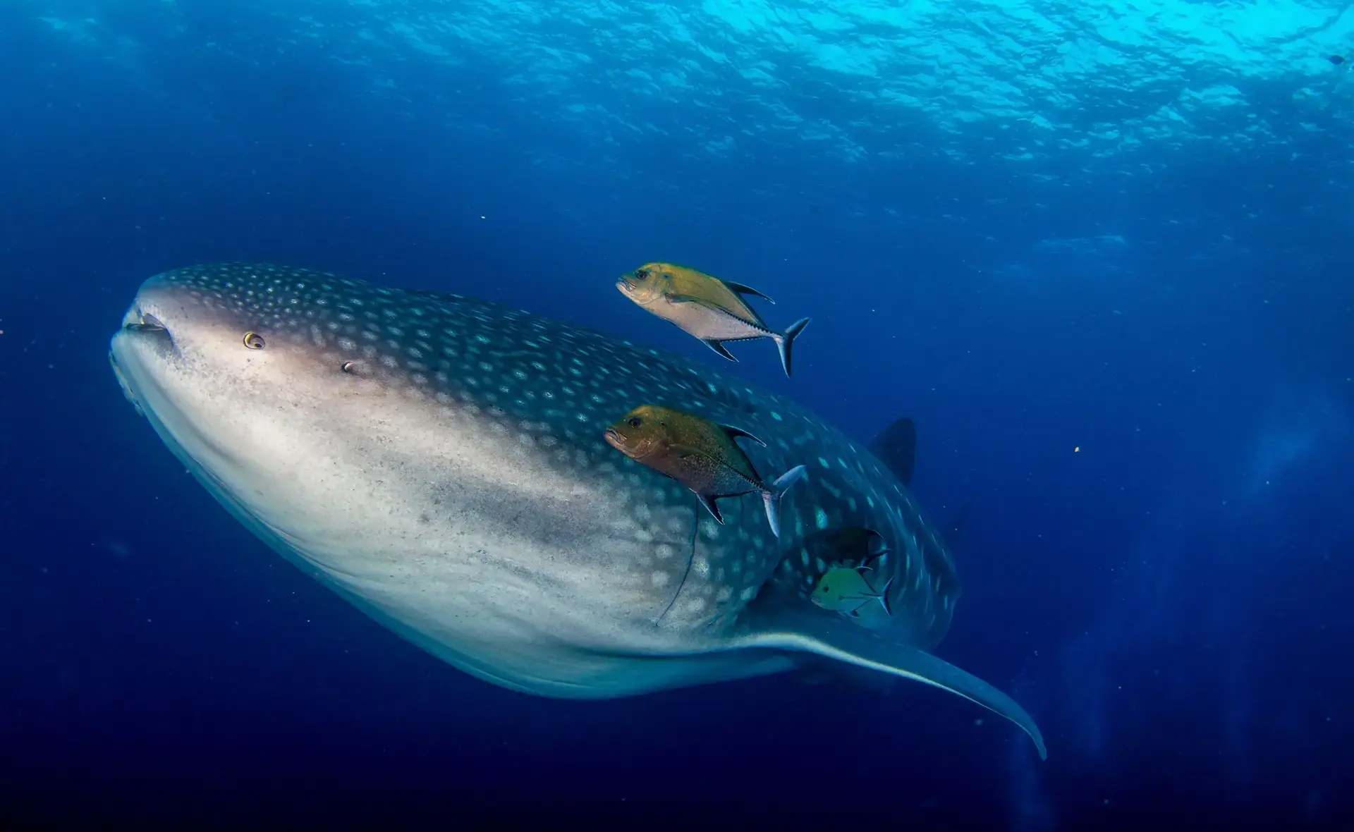 Whale shark in the Galapagos Islands
