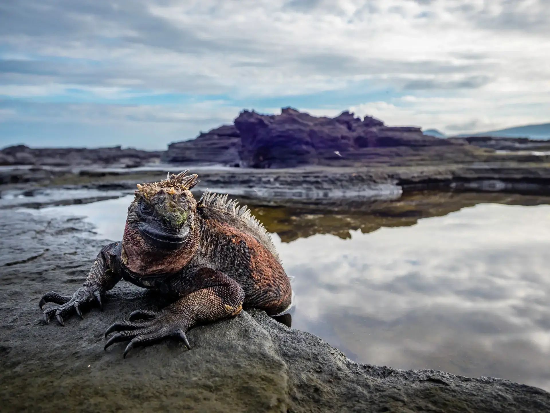 Marine iguana in the Galápagos