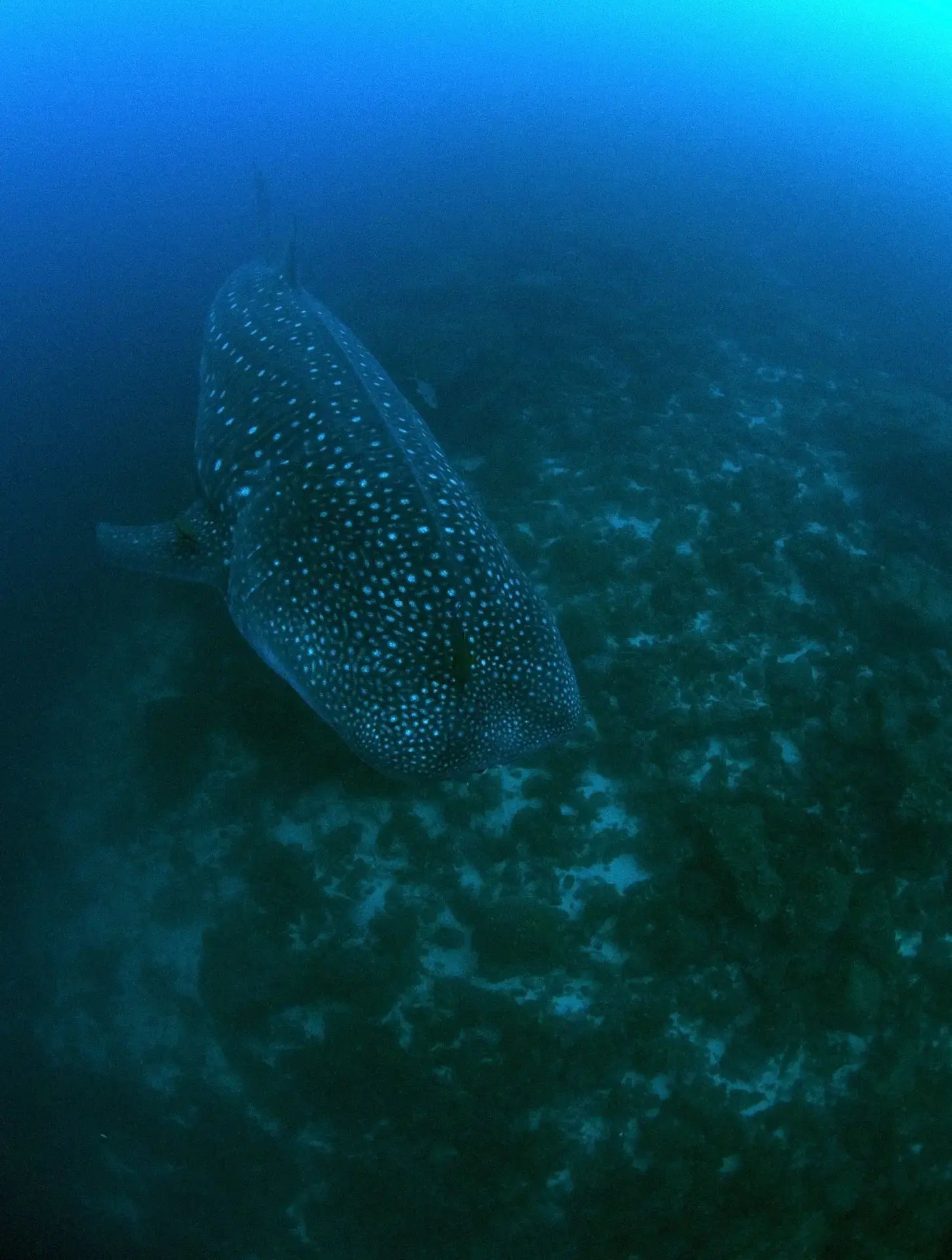 A whale shark in the Galápagos