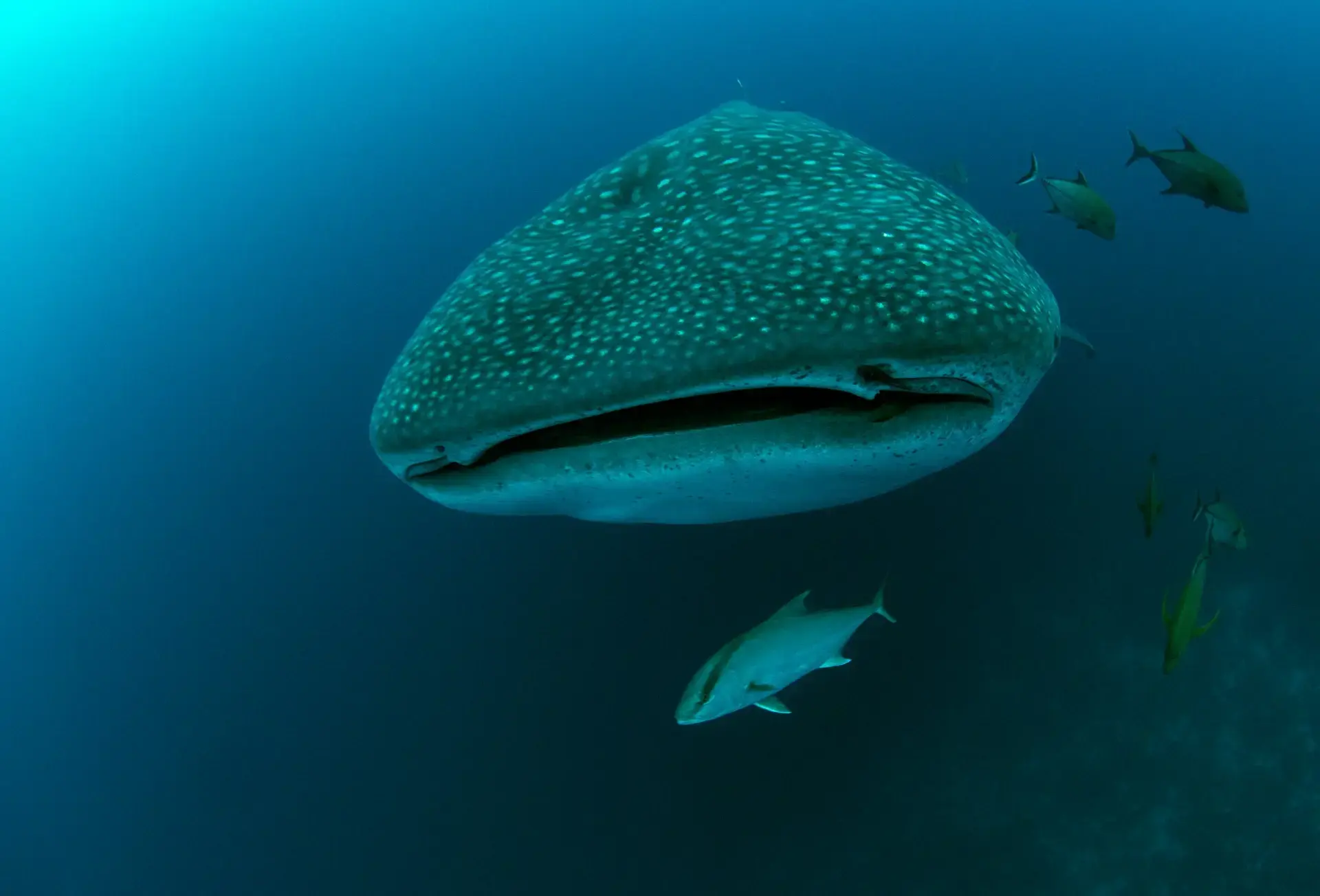 A whale shark in the Galápagos