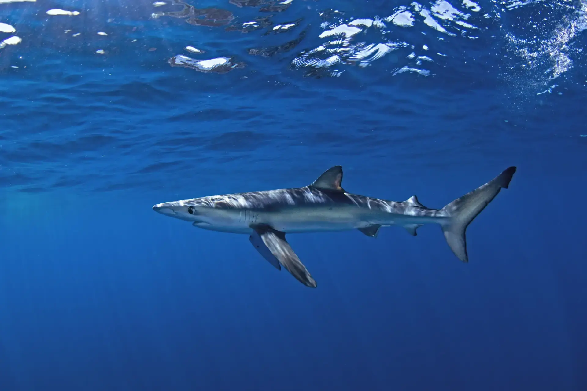 Blue shark in Magdalena Bay, Mexico