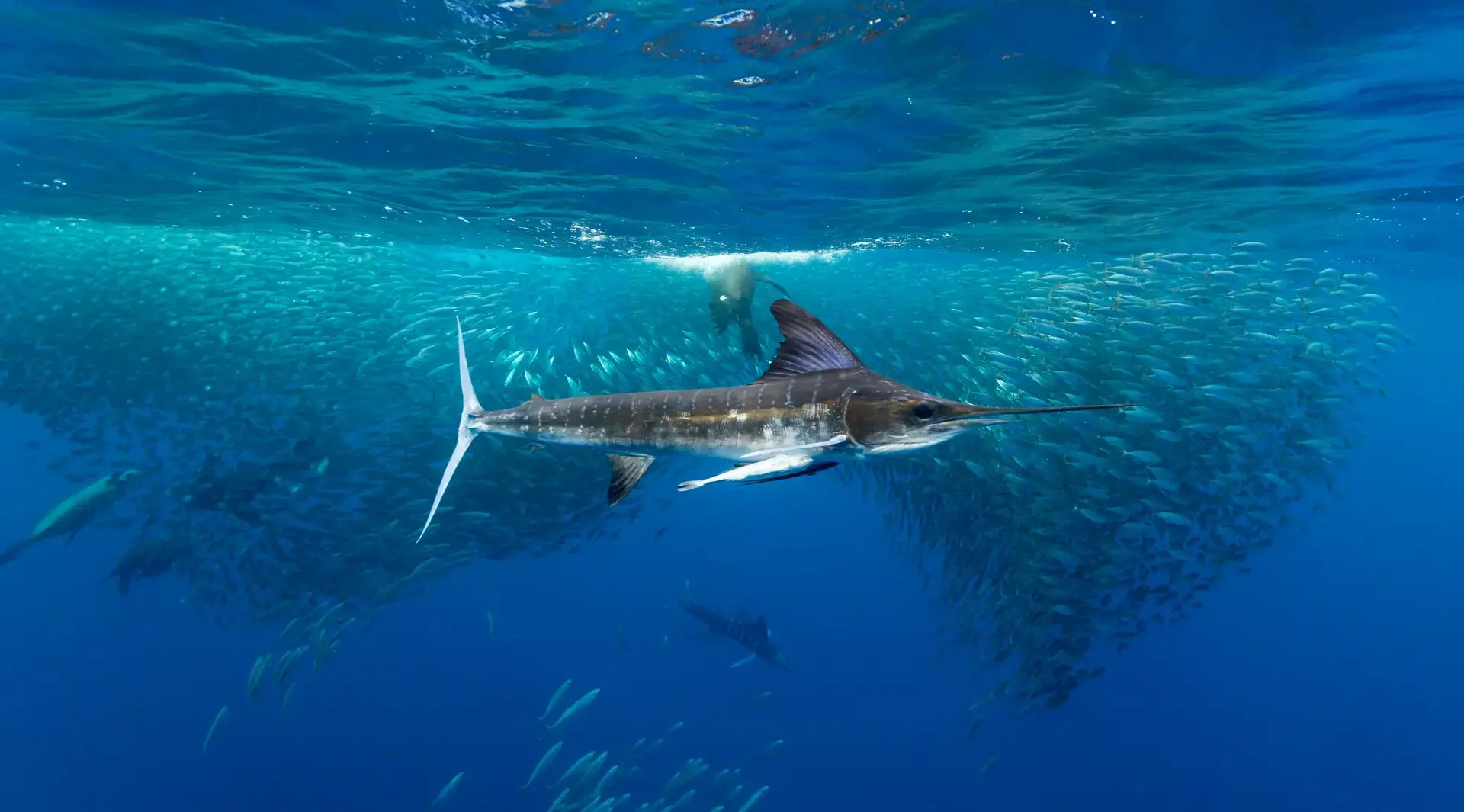 Striped marlin in Magdalena Bay, Mexico