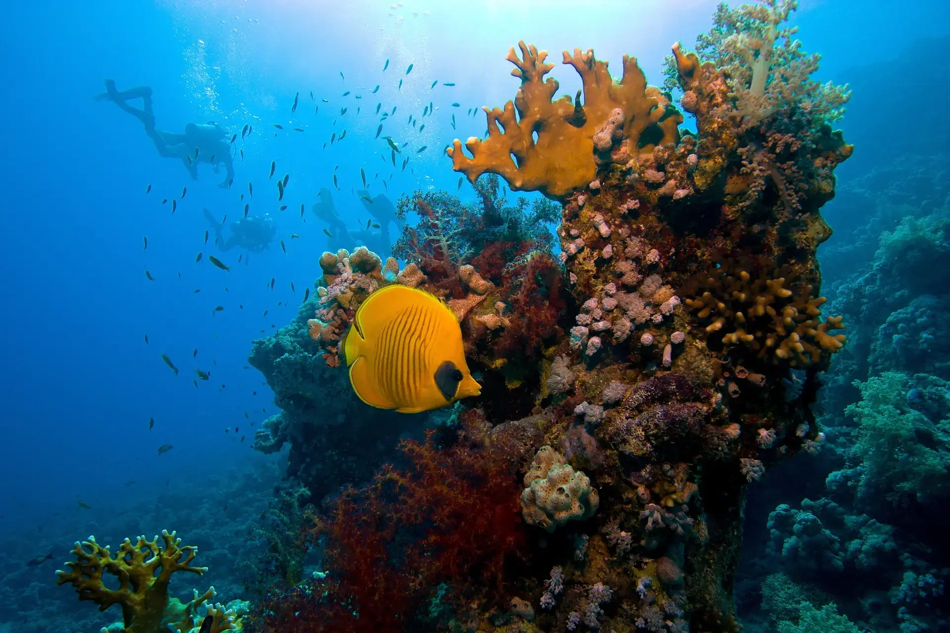 Butterfly fish, Egypt