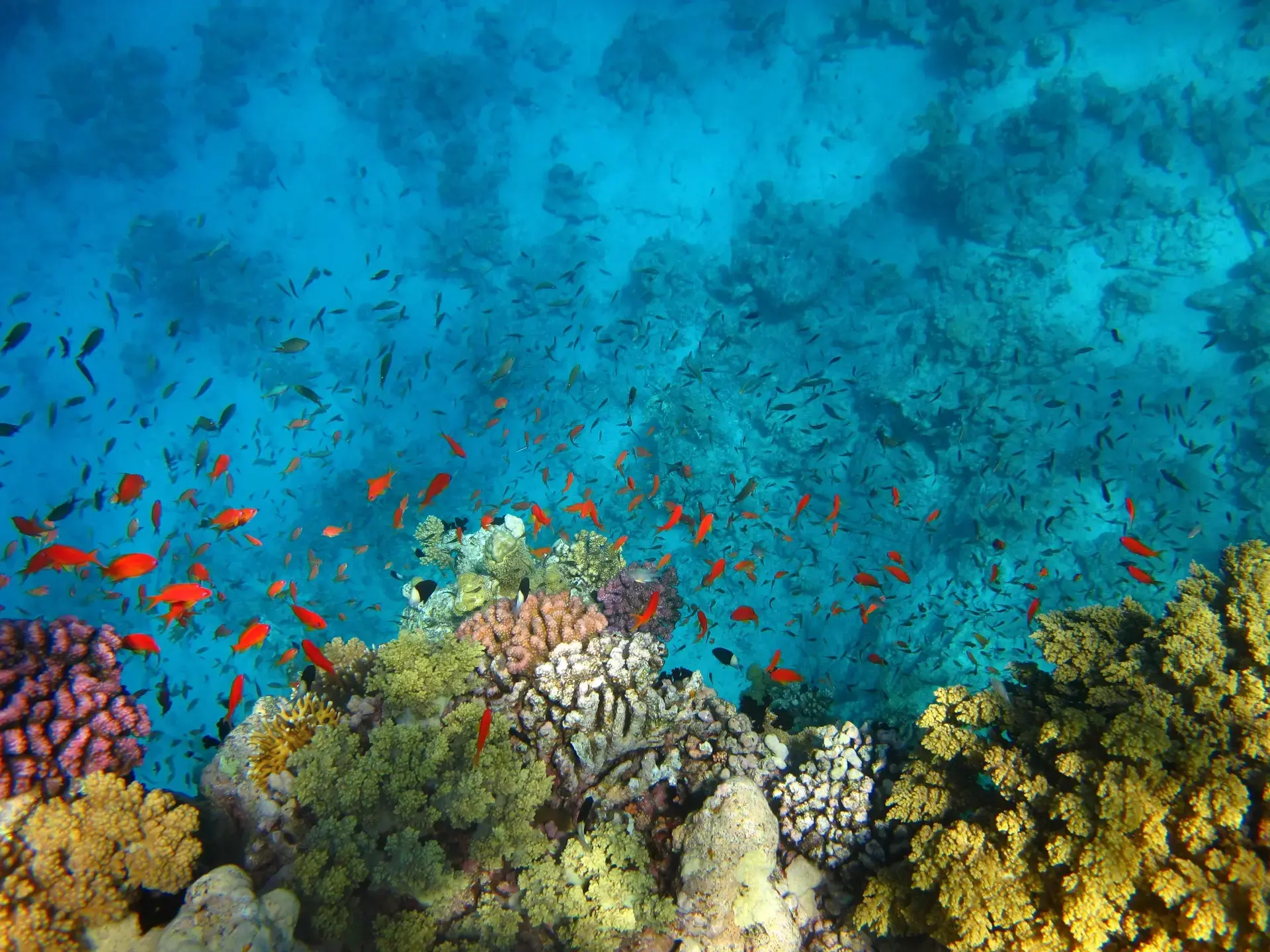 Coral reef in Egypt