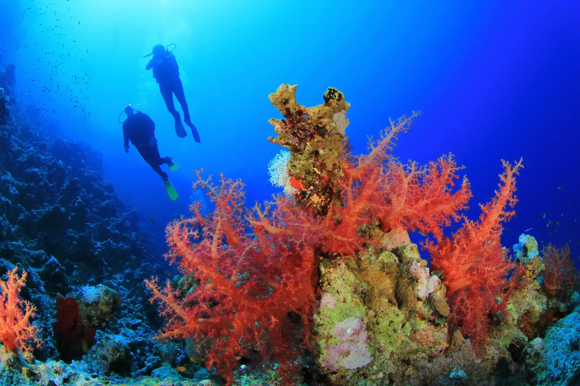 Scuba diver and coral, Egypt