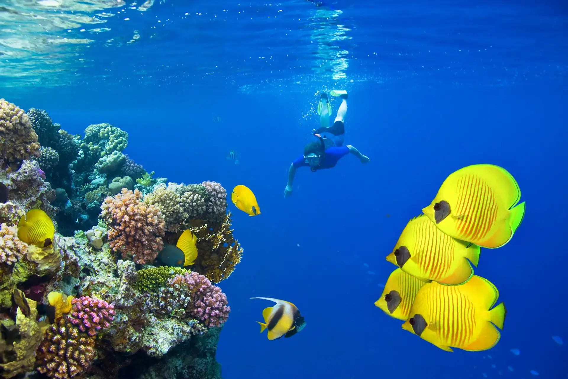Underwater diver and a school of tropical fish in Egypt