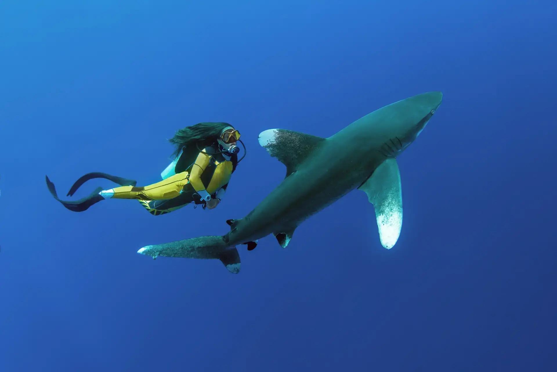 White tip reef shark, Elphinstone, Red Sea