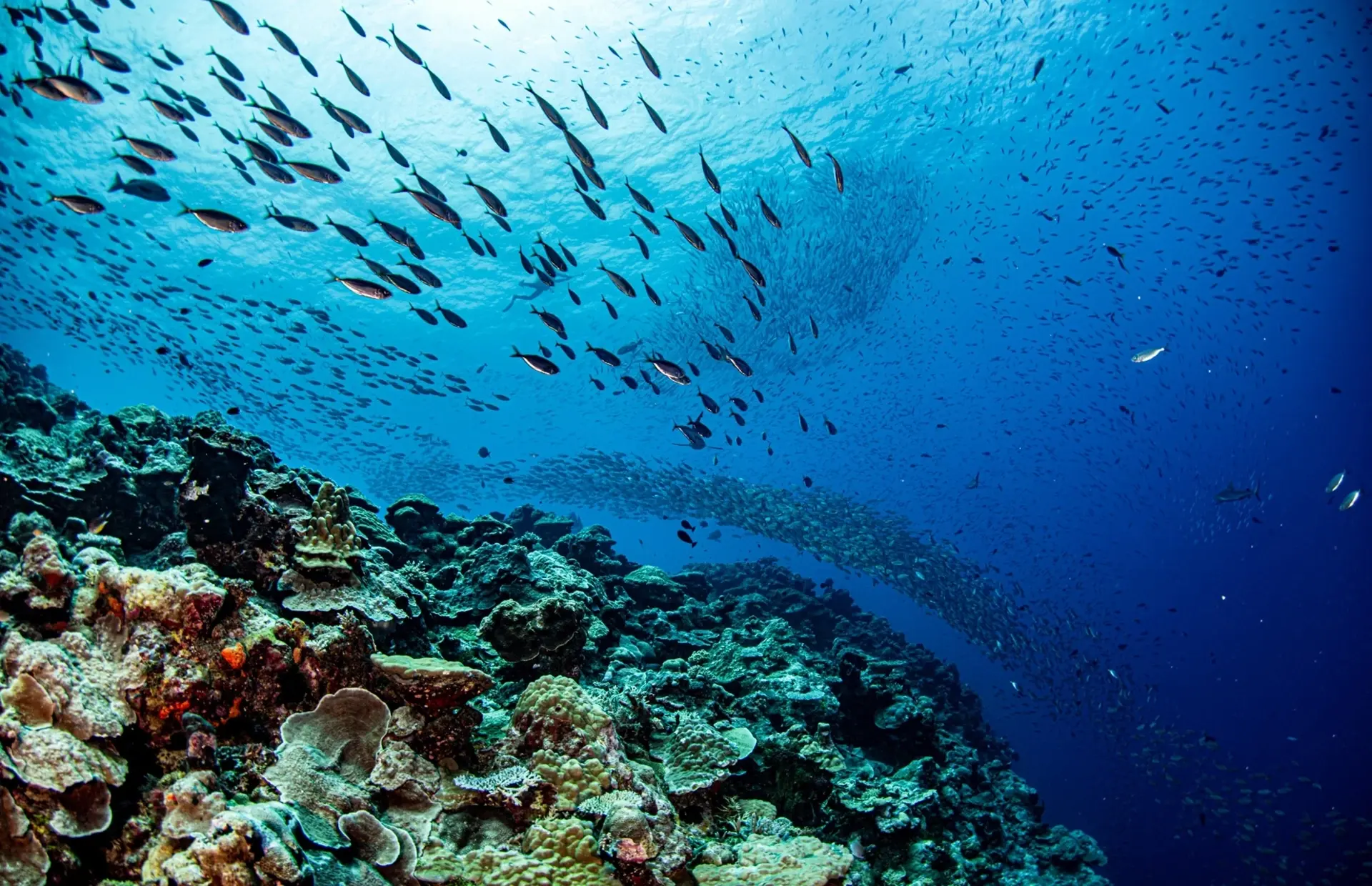 Busy coral reef scene in Palau