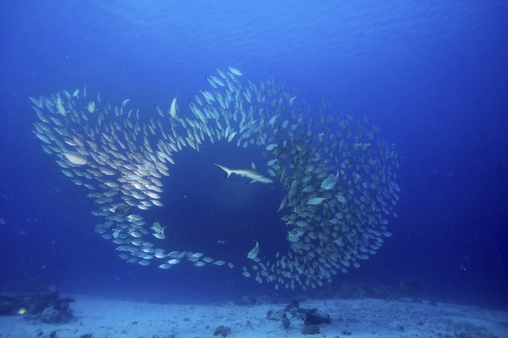 Grey reef shark & oxeye scads in Palau
