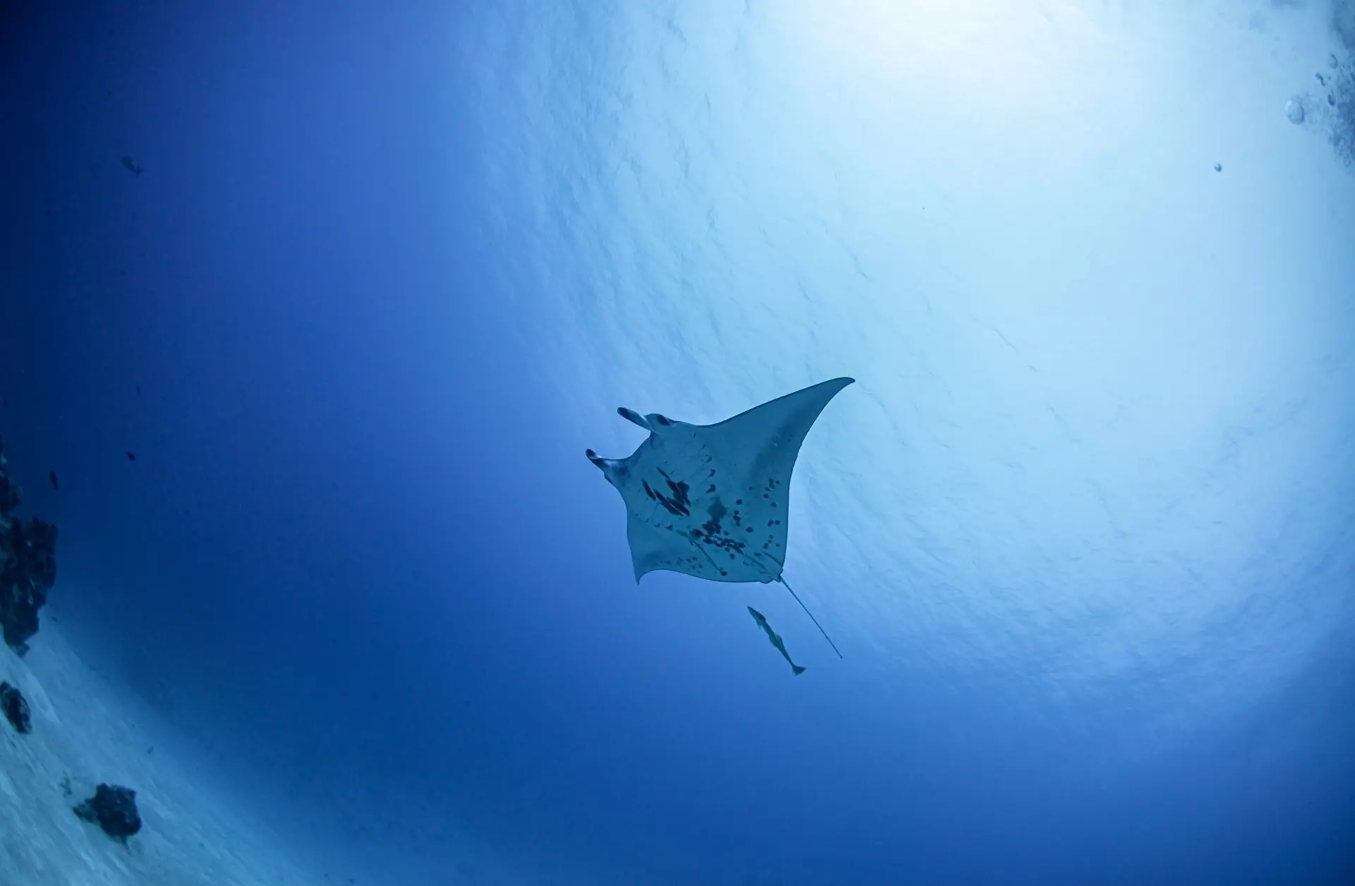 Manta ray in Palau