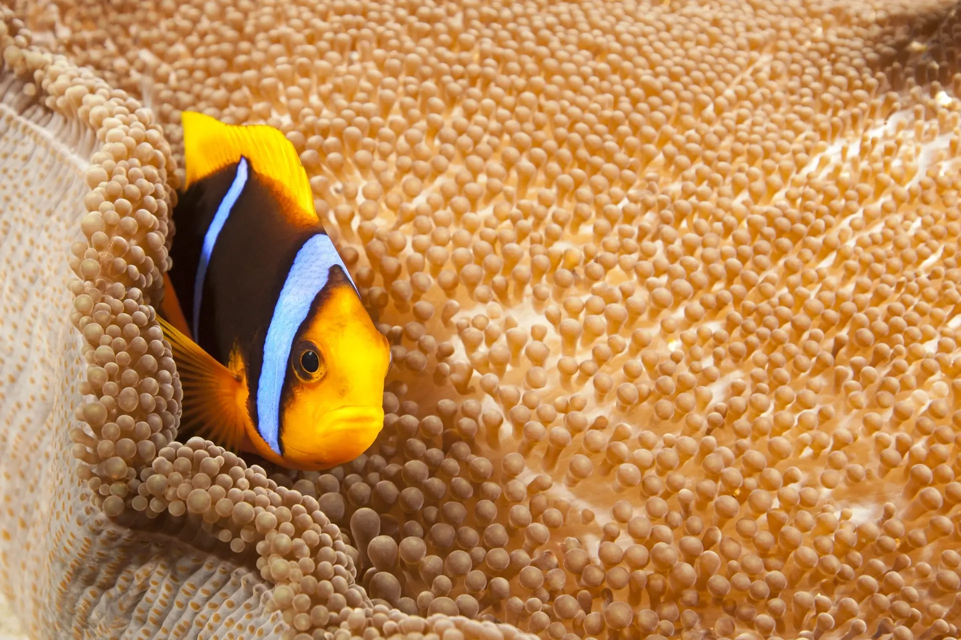 Orange-finned anemonefish in Palau