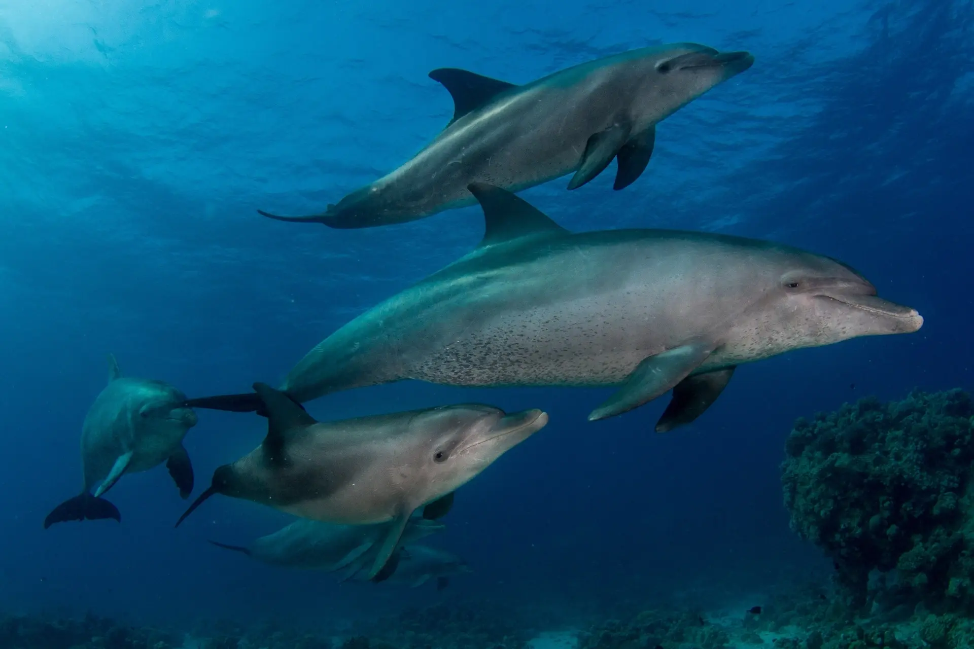 Bottlenose dolphin in Egypt
