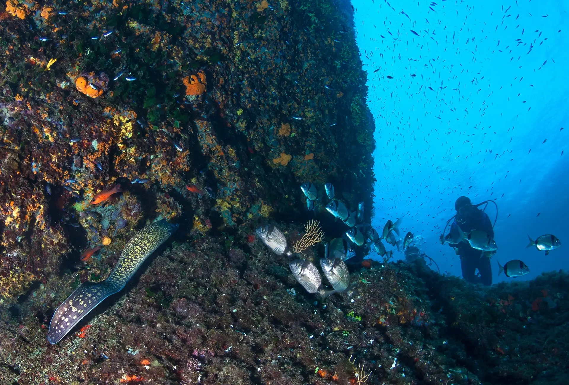 Diver & moray eel in Egypt
