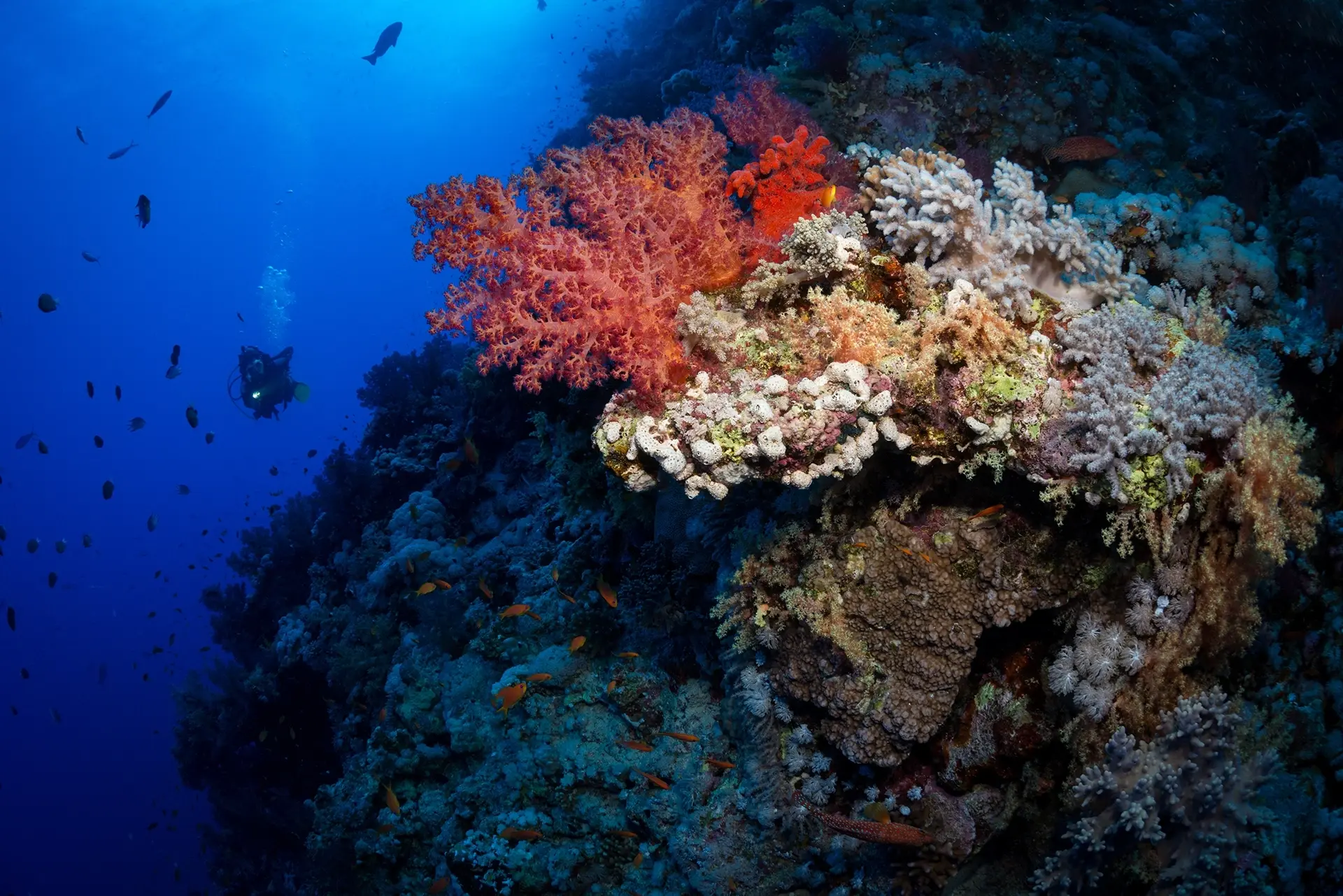 Diver & coral reef in St John's, Egypt