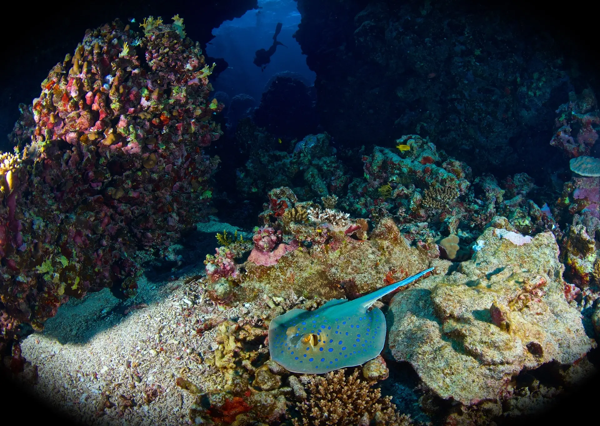 Blue-spotted ribbontail & coral reef scene in Egypt