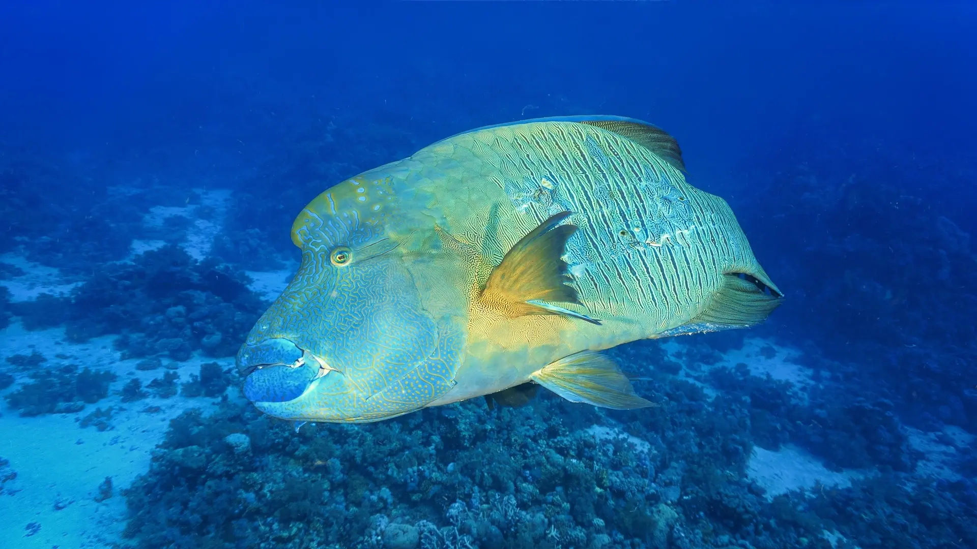 Napoleon wrasse in Egypt