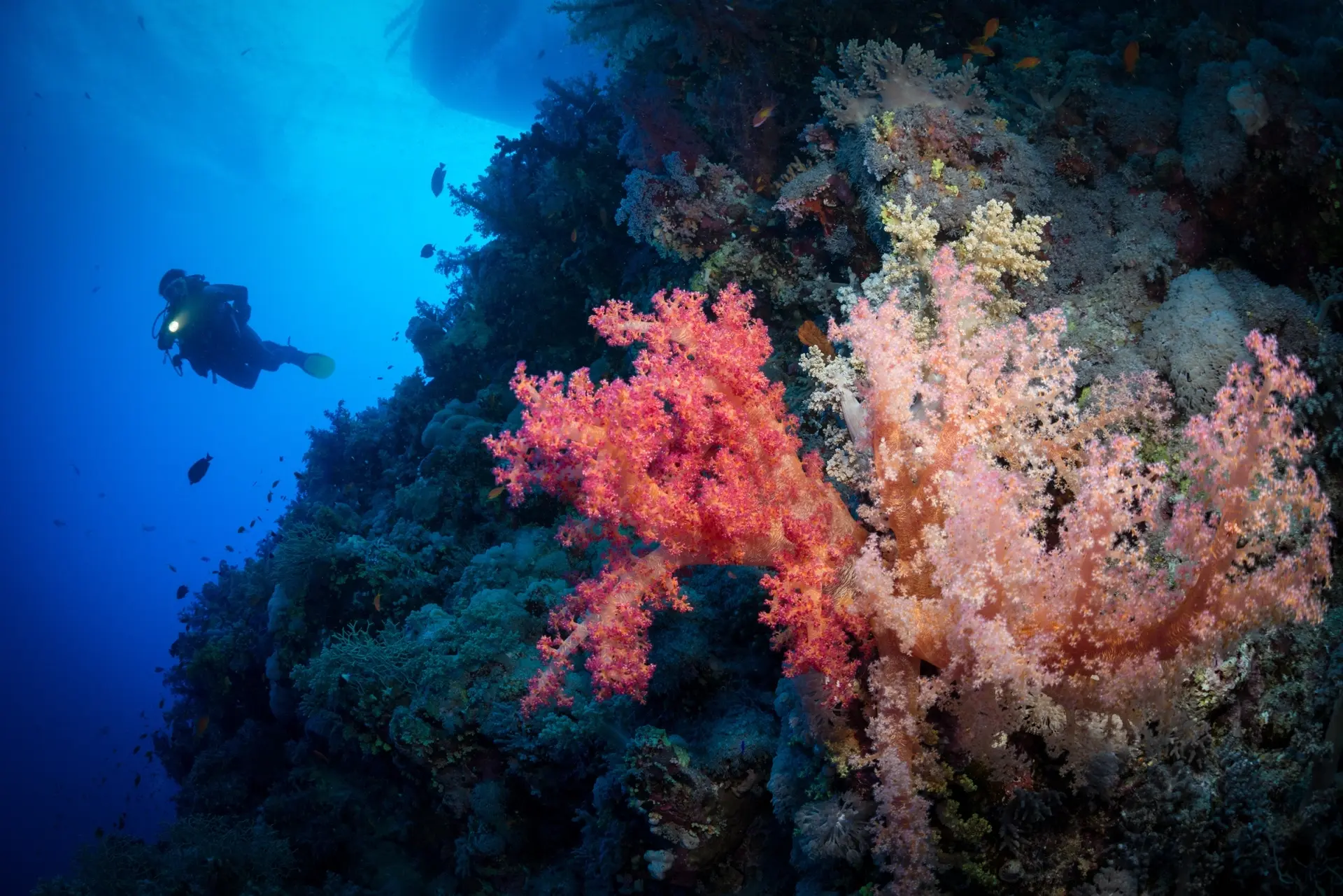 Coral reef in St John's, Egypt
