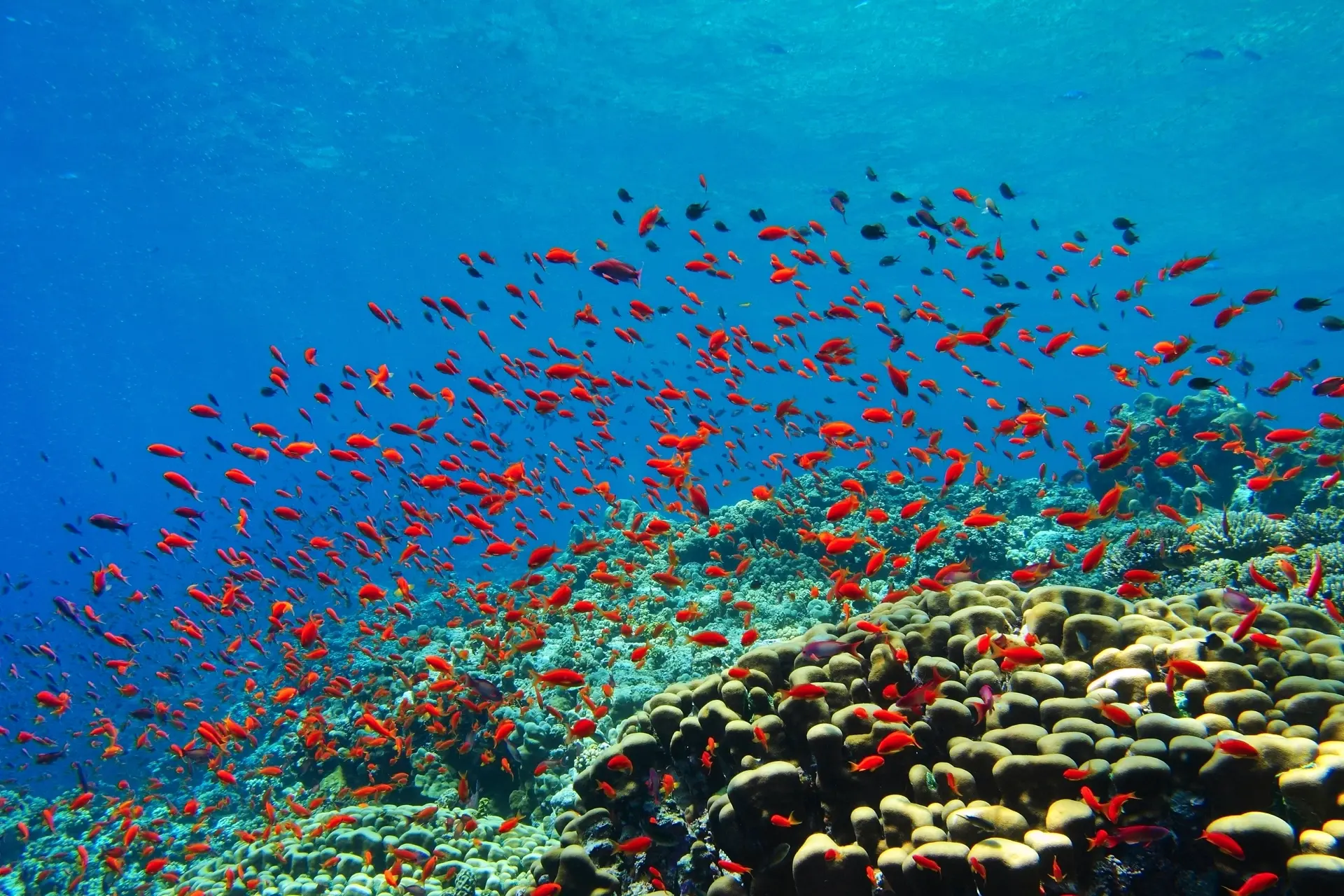 Coral reef & anthias in Sudan, the Red Sea
