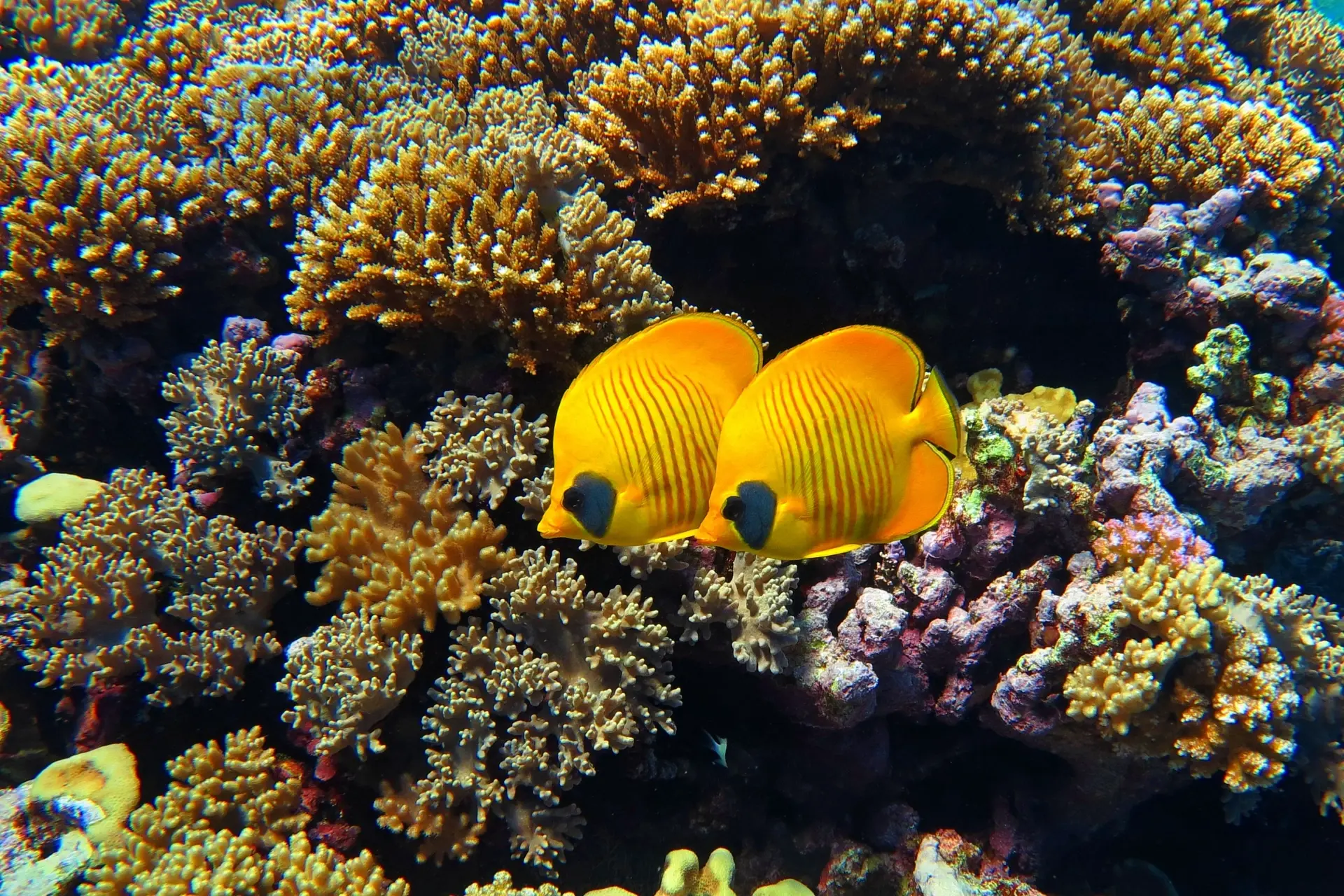 Masked butterflyfish in Sudan, the Red Sea