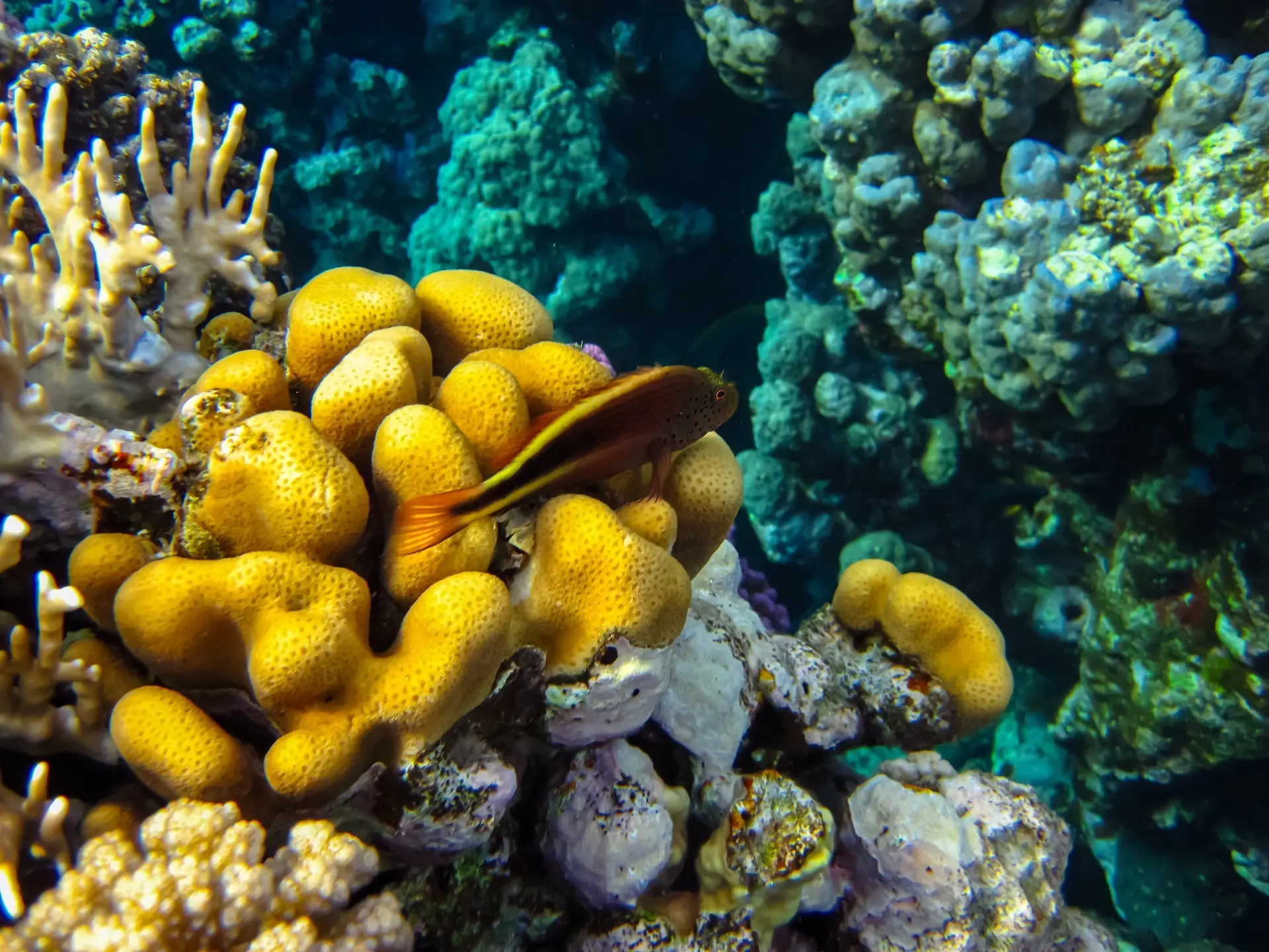 Paracirrites forsteri in coral reef in Sudan, the Red Sea