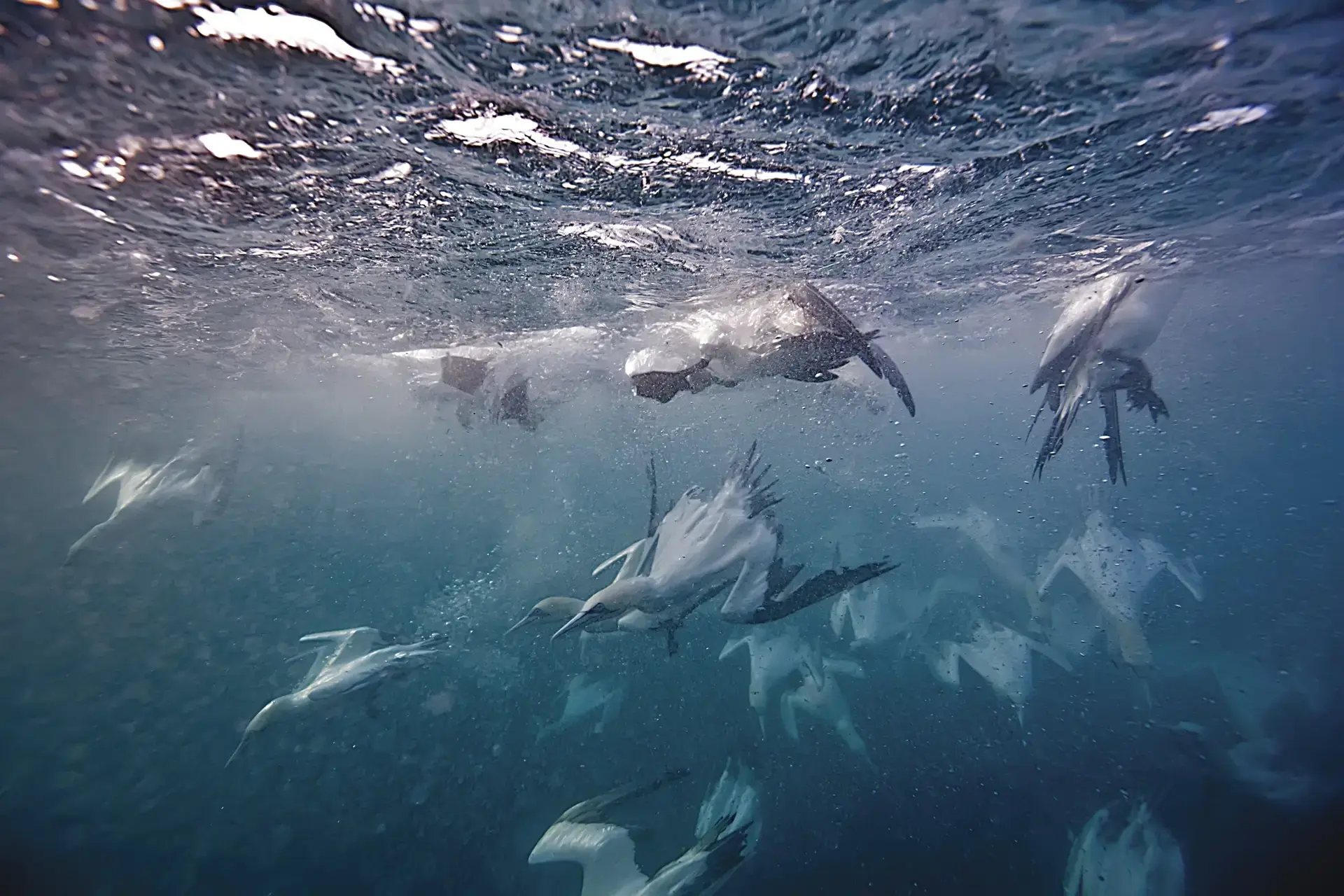 Gannets diving in the water, South Africa