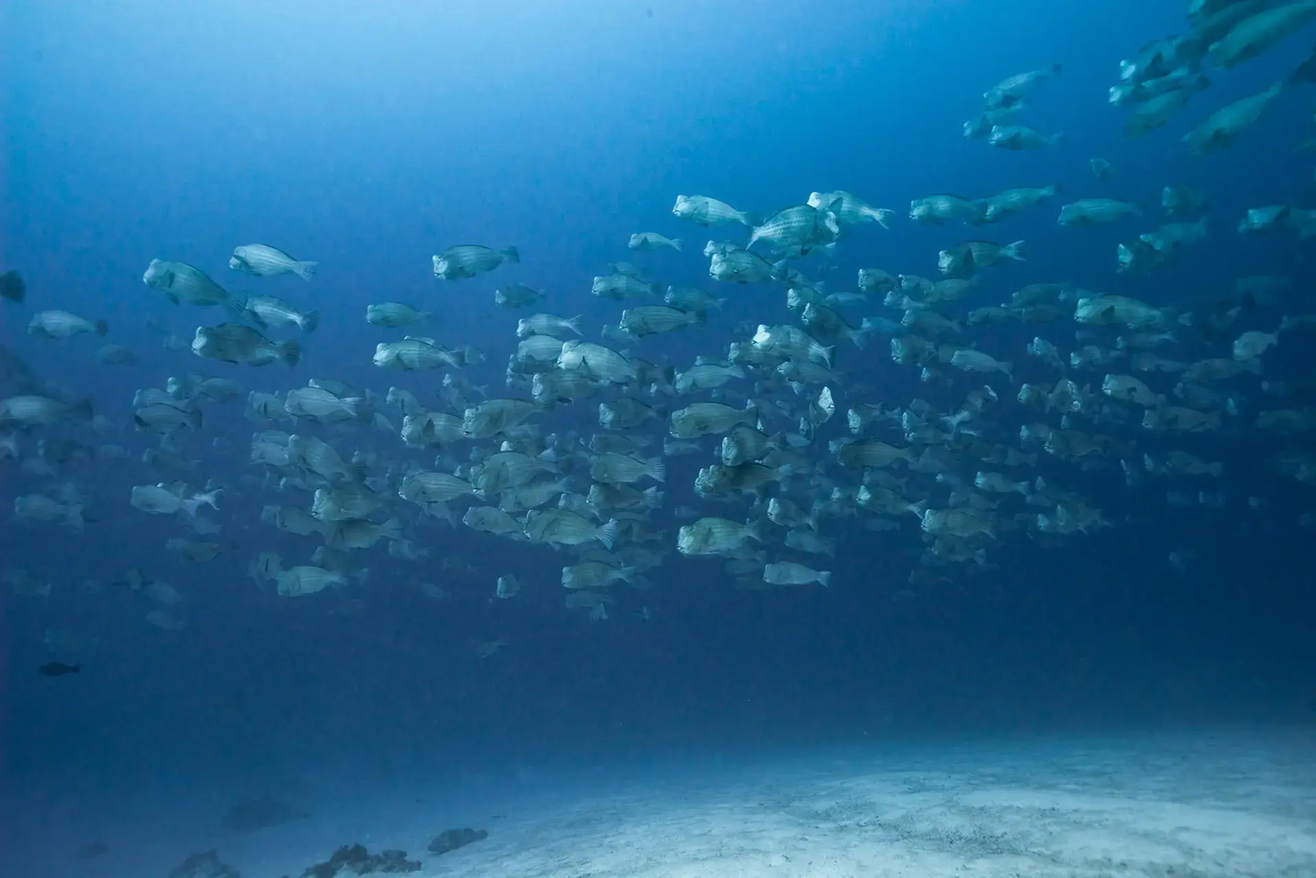 Bumphead parrotfish spawning in Palau