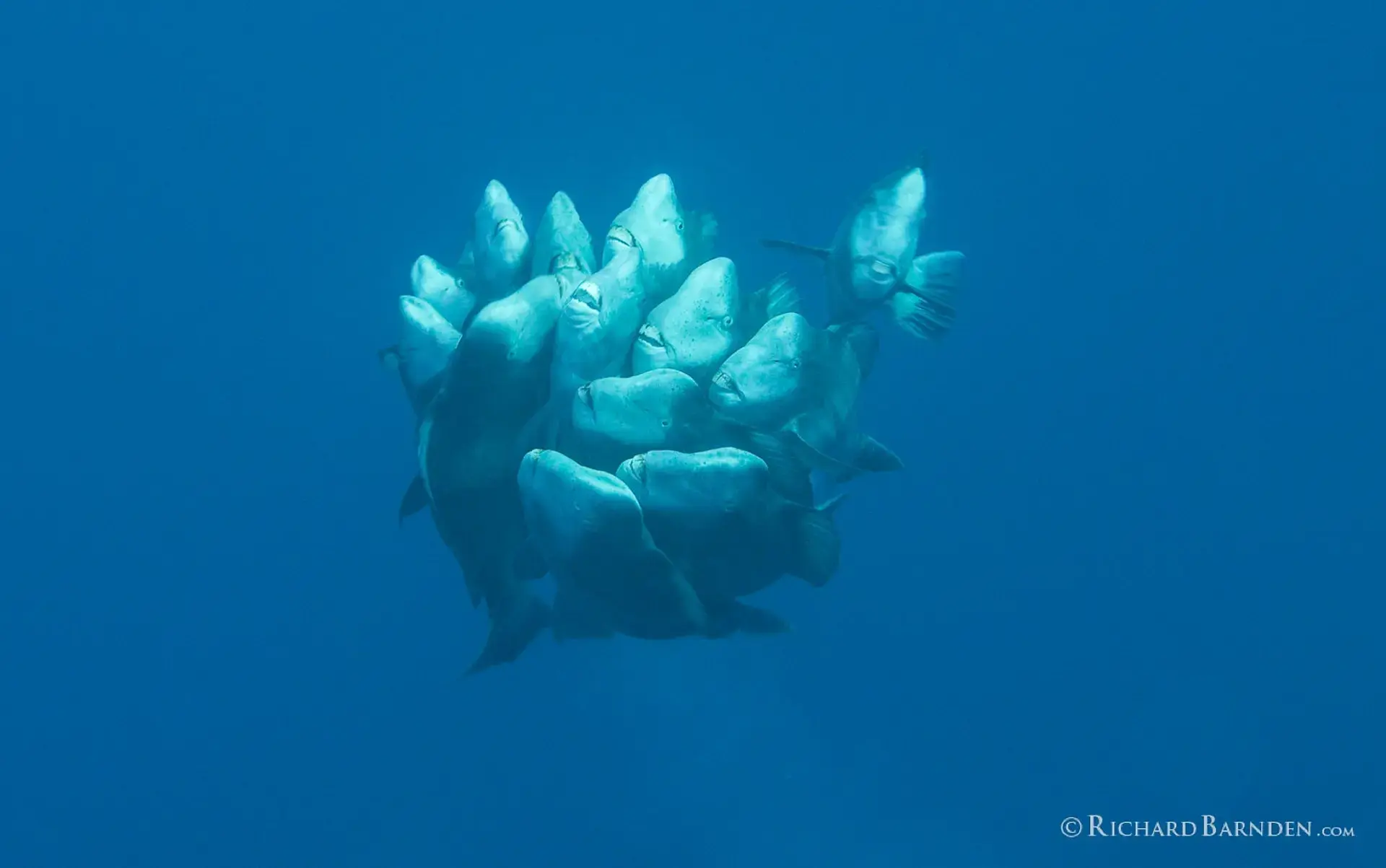 Bumphead parrotfish spawning in Palau
