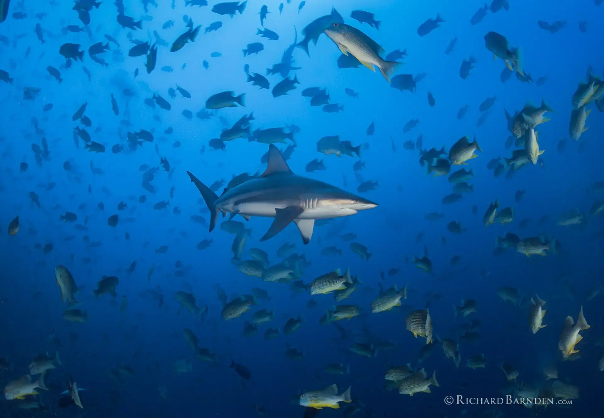 Grey reef shark & seabream in Palau