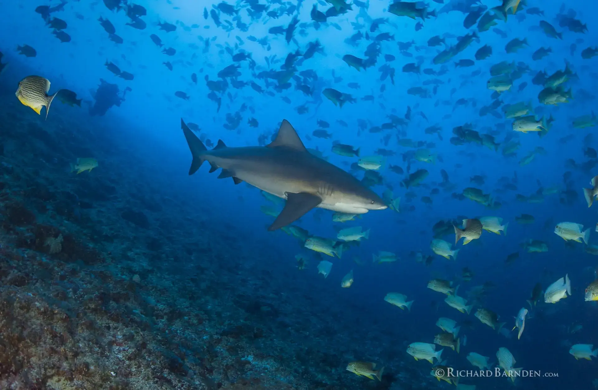 Grey reef shark in Palau