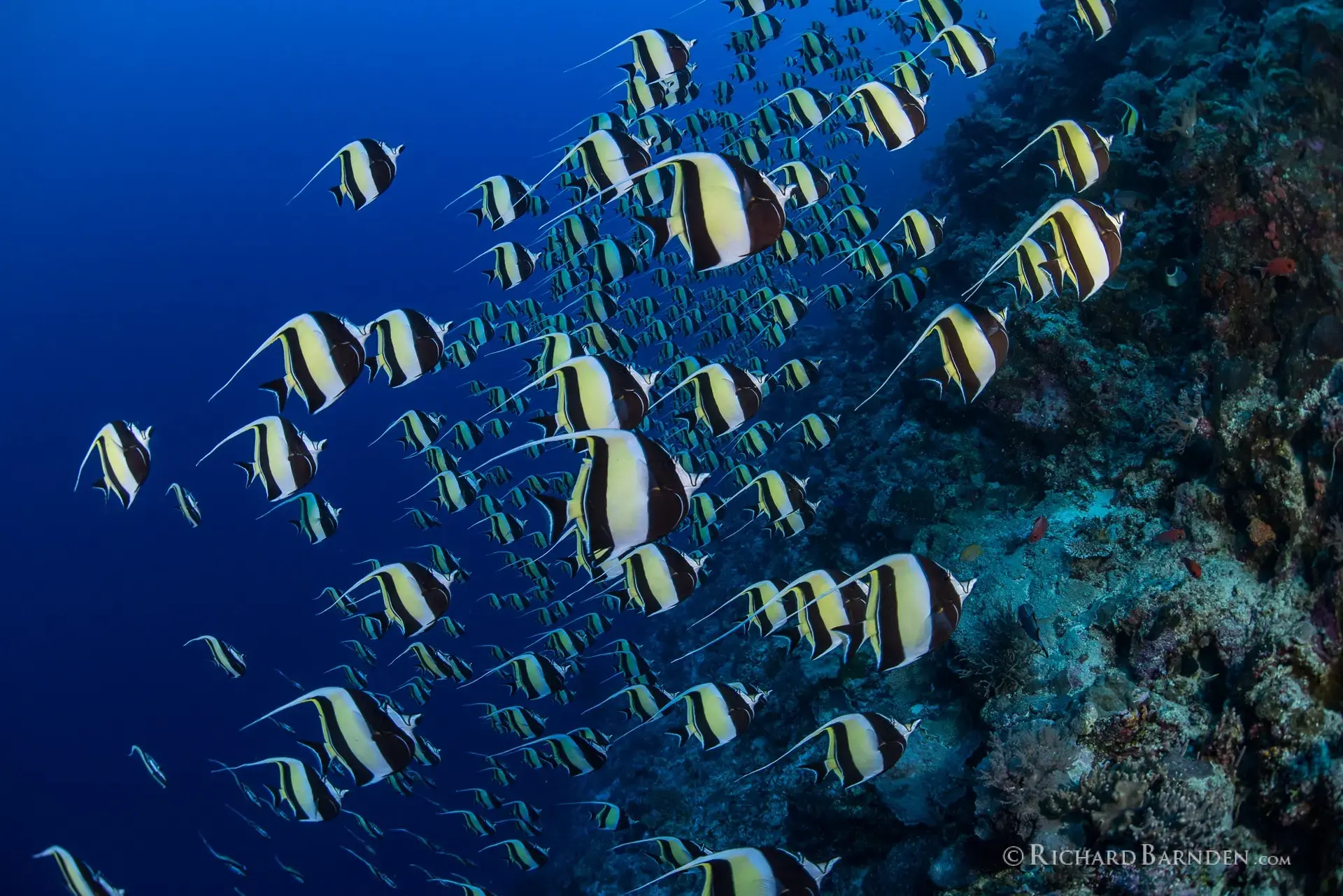 Moorish idol spawning in Palau