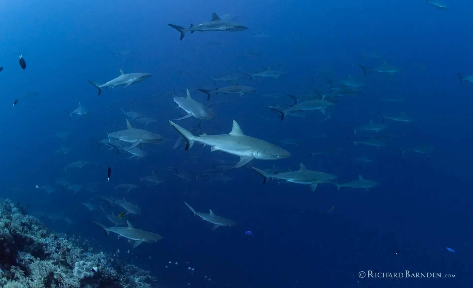Reef sharks in Palau