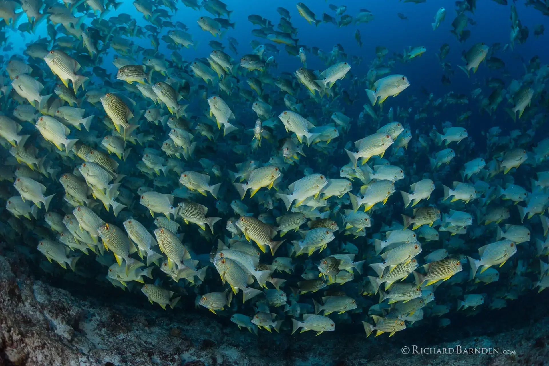 Sailfin snappers spawning in Palau