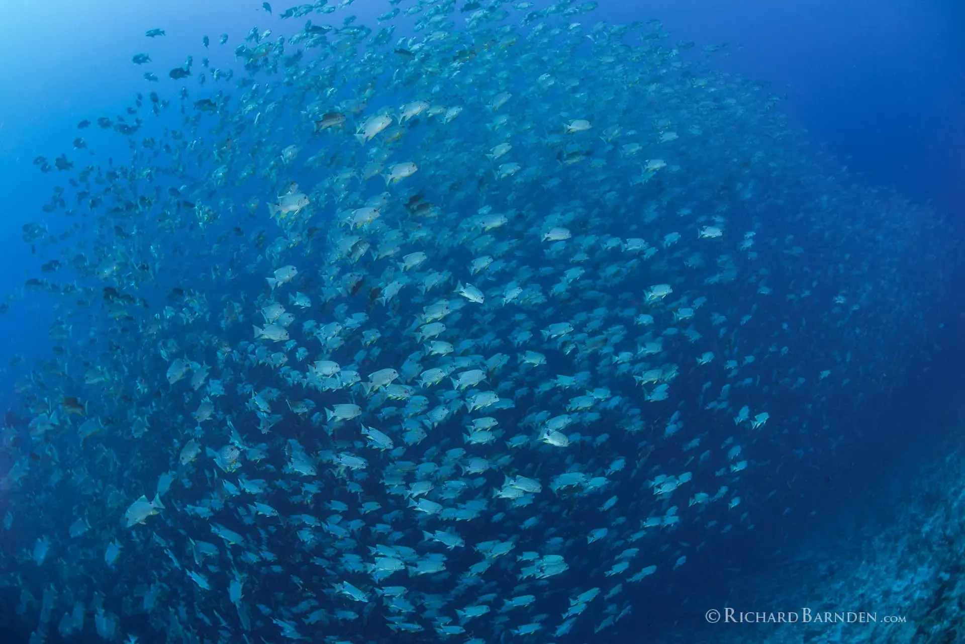 Snapper spawning in Palau
