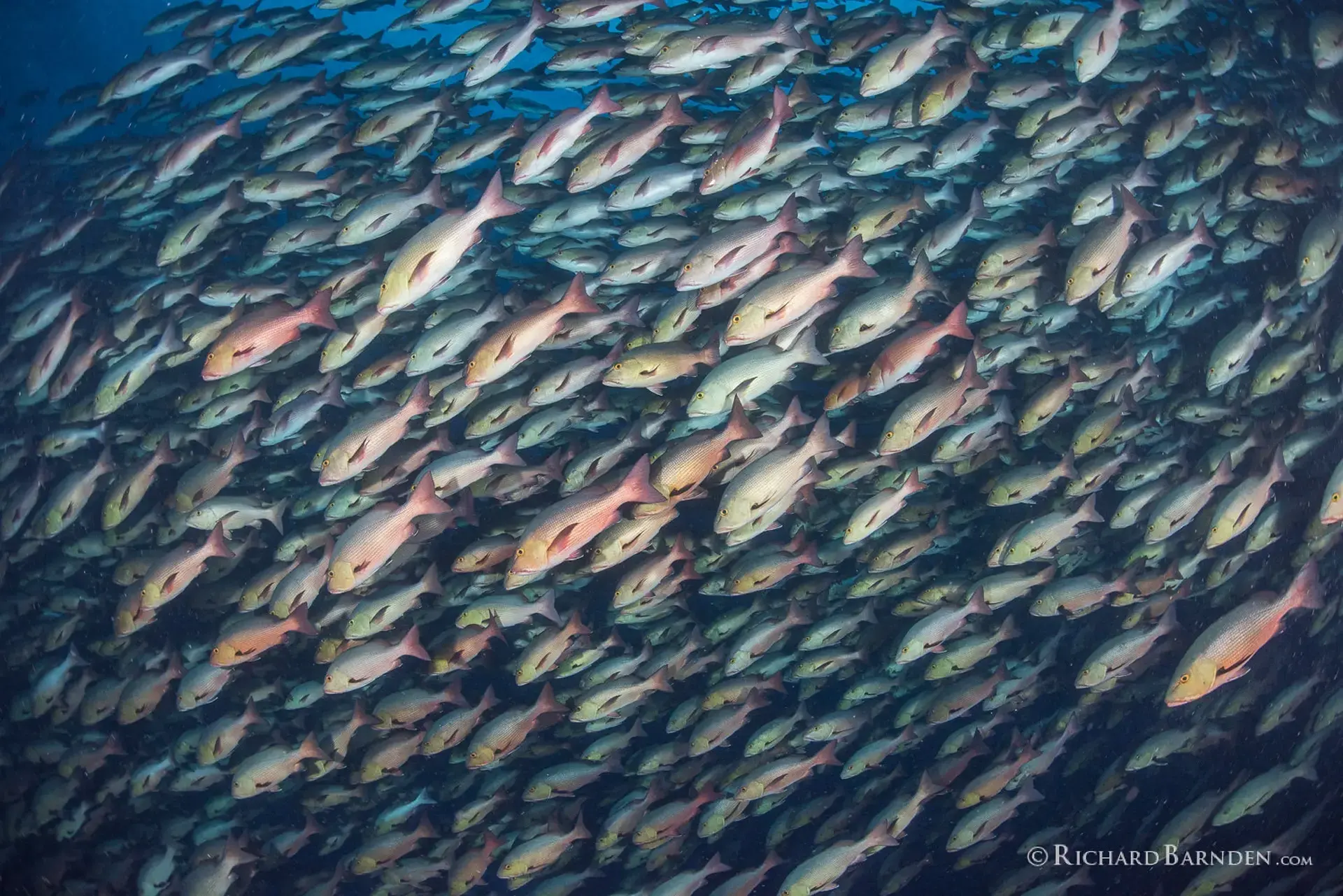 Twin spot snappers spawning in Palau