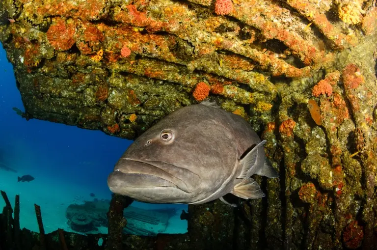 Big gulf grouper in Cabo Pulmo National Park, the Sea of Cortez, Mexico