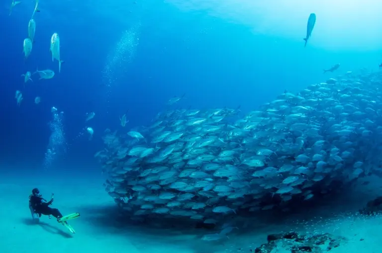 School of bigeye trevally jack in Cabo Pulmo National Park, the Sea of Cortez, Mexico