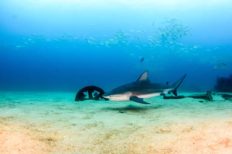 Bull shark in Cabo Pulmo National Park, the Sea of Cortez, Mexico