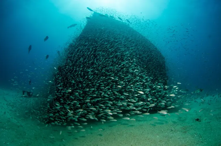 Silver herring & shipwreck in Cabo Pulmo National Park, the Sea of Cortez, Mexico