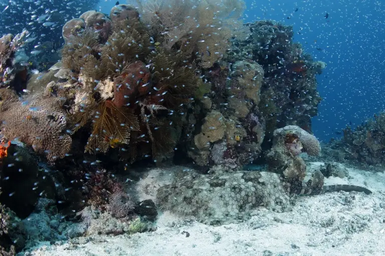 Wobbegong shark in Indonesia.