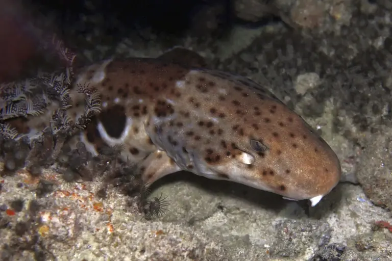 Epaulette walking shark in Indonesia.