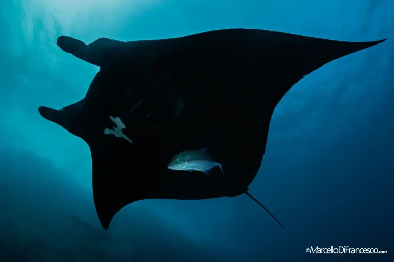 Manta ray in Indonesia.