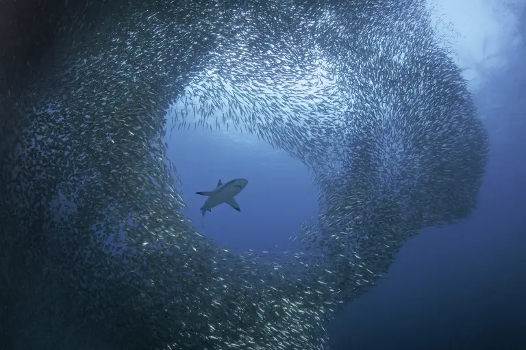 Black-tip shark & school of sardines in the Visayas, the Philippines