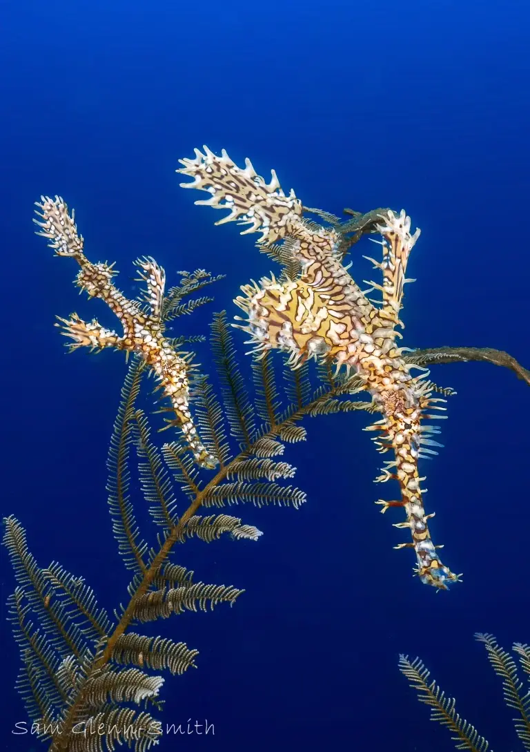 Ornate ghost pipefish in the Philippines
