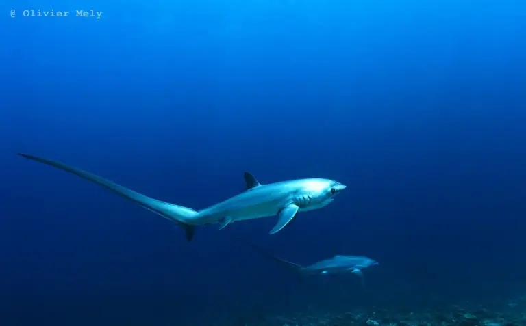 Thresher sharks in Malapascua