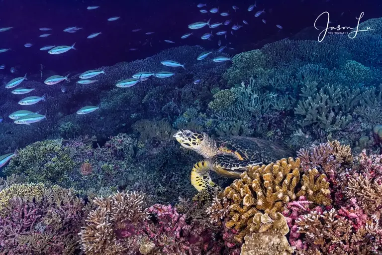 Hawksbill turtle in the Philippines