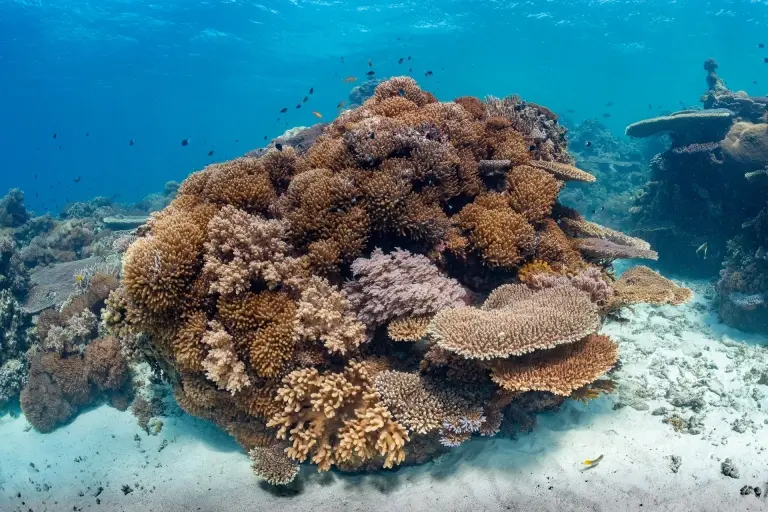 House reef in Sipalay, the Philippines