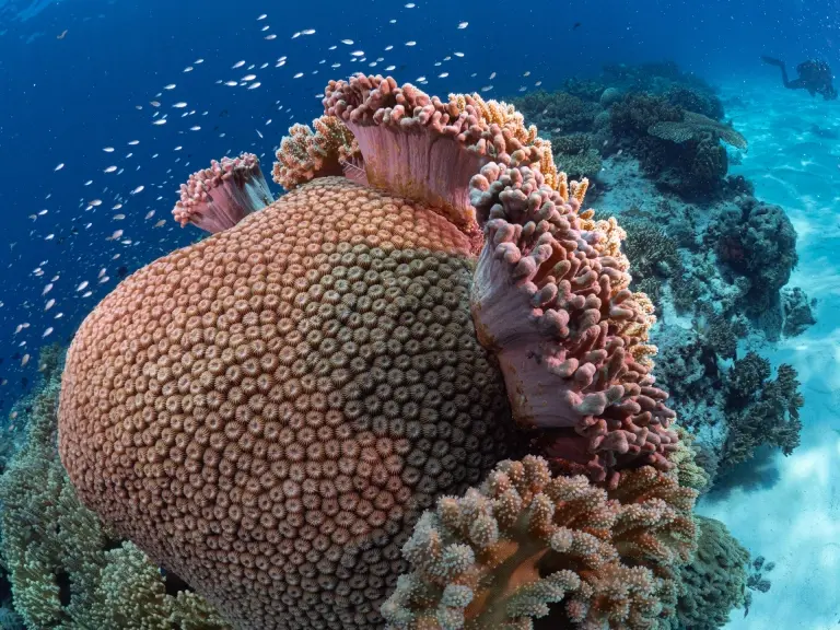 Coral reef in Tubbataha Reef, the Philippines